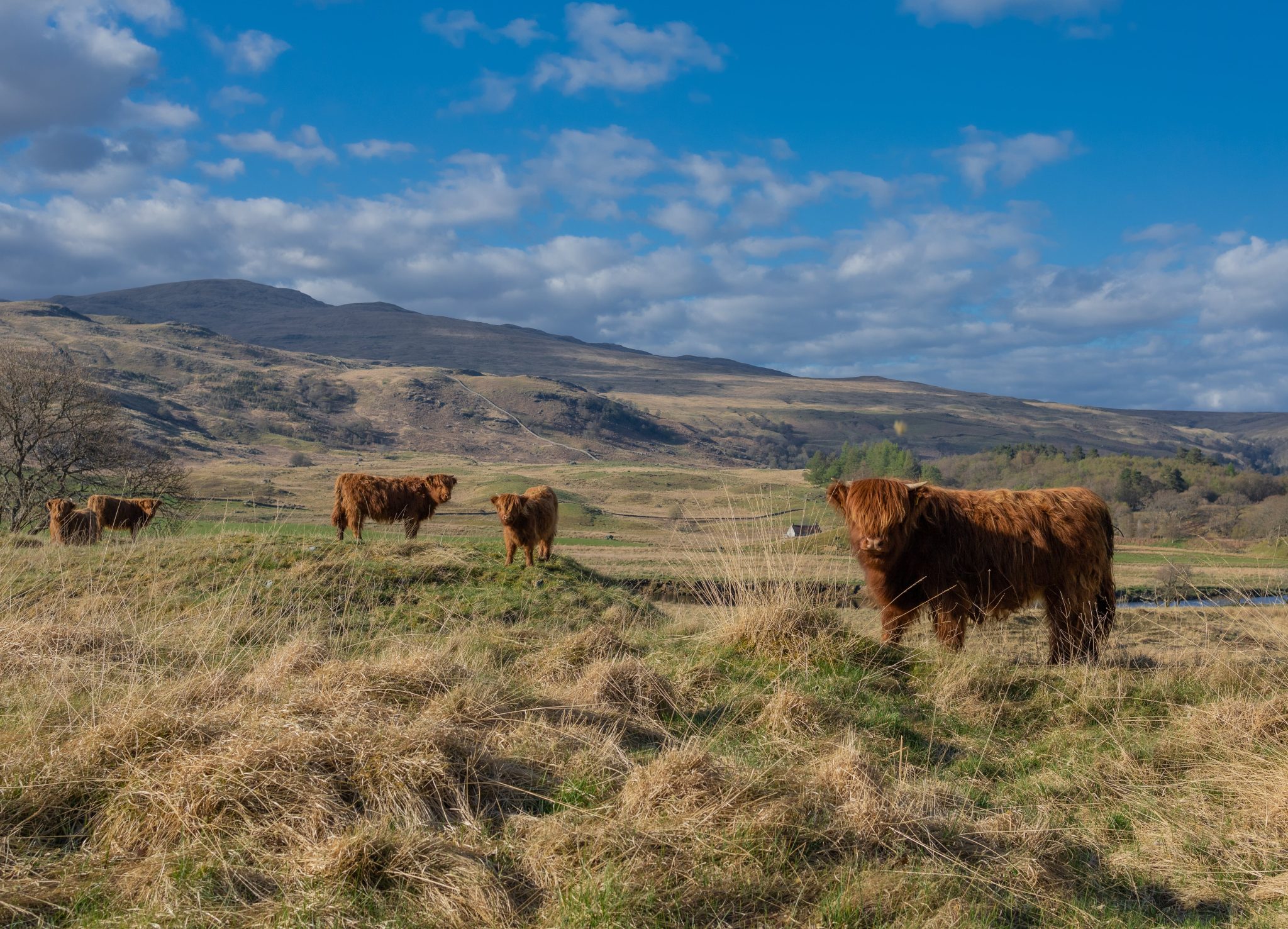 Top Places To See Highland Cows In Scotland Longparke Farm