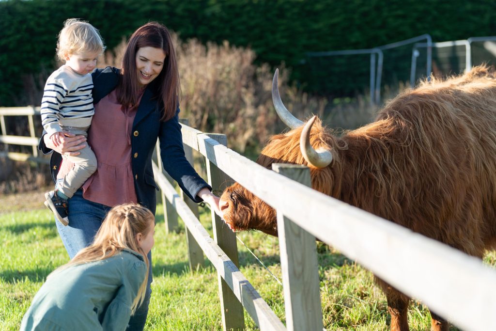 Family visiting highland cows at longparke farm